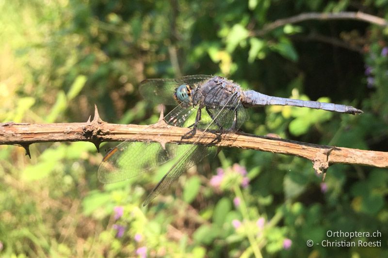 Männchen des Kleinen Blaupfeils (Orthetrum coerulescens), mit iPhone 6 fotografiert - BG, Blagoewgrad, Ribnik an der Struma, 13.07.2018