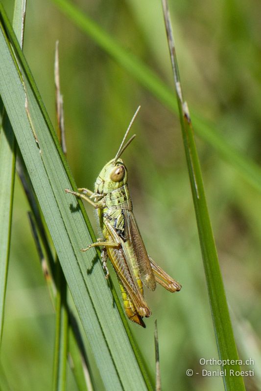 Dickkopf-Grashüpfer (Euchorthippus declivus) ♂ - FR, Camargue, Salin de Giraud, 09.07.2014