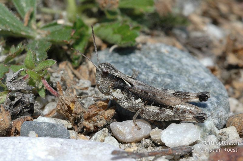 Chorthippus pullus ♀ - CH, VS, Salgesch, 21.05.2007