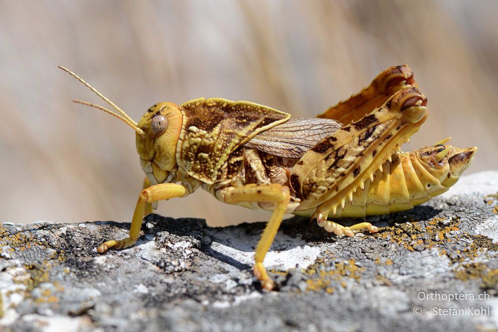 Prionotropis hystrix hystrix ♂ - HR, Istrien, Mala Učka, 21.07.2015