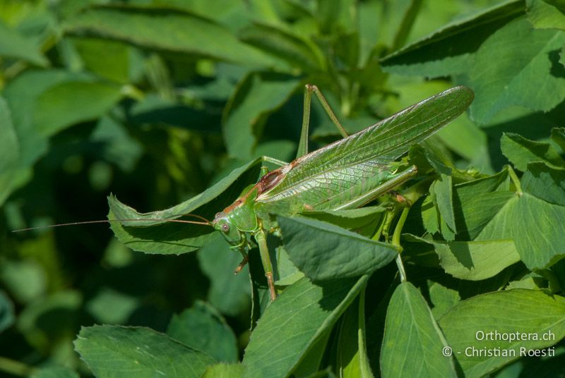 Tettigonia viridissima ♂ - CH, BE, Gurten, 19.09.2010