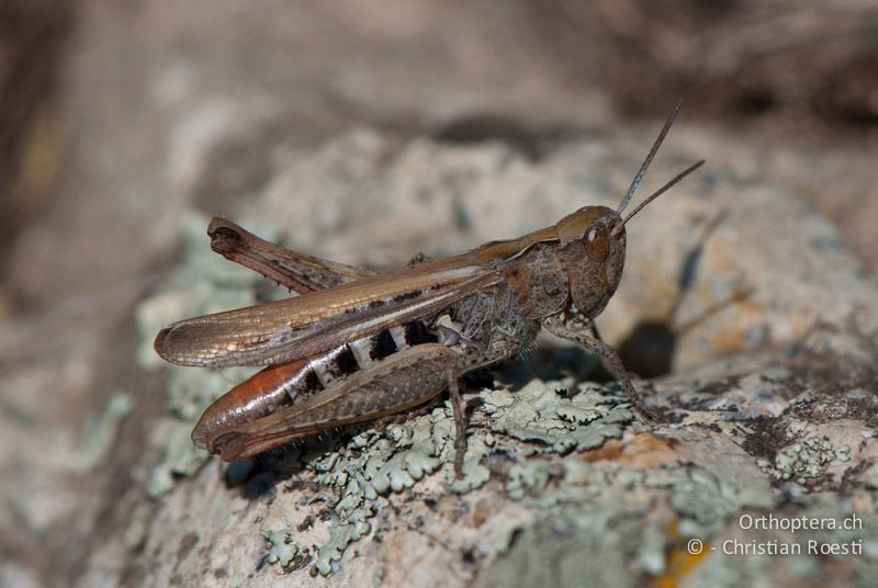 Chorthippus biguttulus ♀ - FR, Pyrénées-Orientales, Corsavy, 03.10.2010