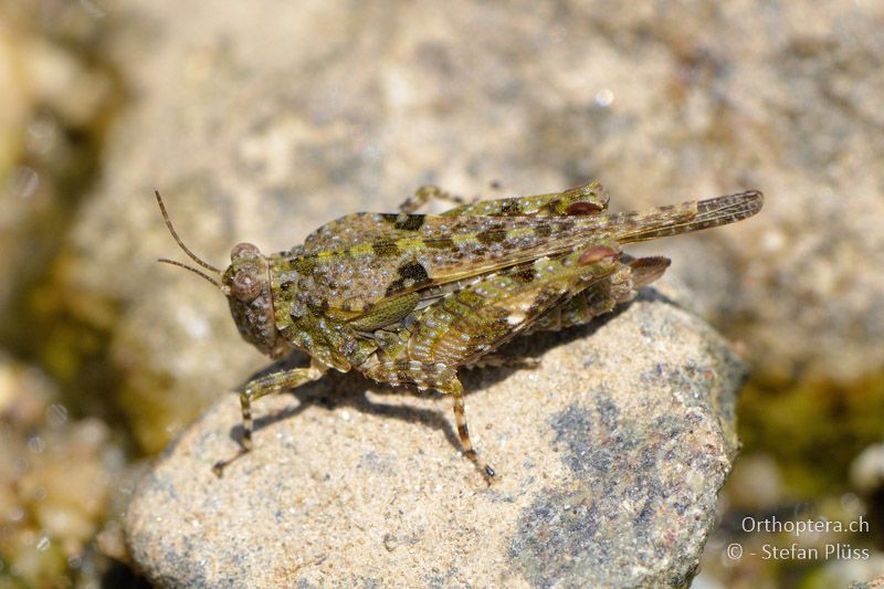 Mittelmeer-Dornschrecke (Paratettix meridionalis) ♀ - GR, Zentralmakedonien, Volvi-See, 05.07.2013