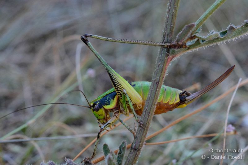 Eupholidoptera schmidti ♀ - HR, Istrien, Svetvinčenat, 19.07.2015