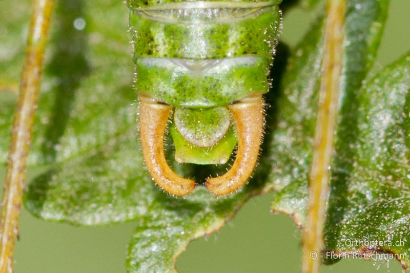 Cerci ♂ - GR, Westmakedonien, Mt. Vernon, 17.07.2011