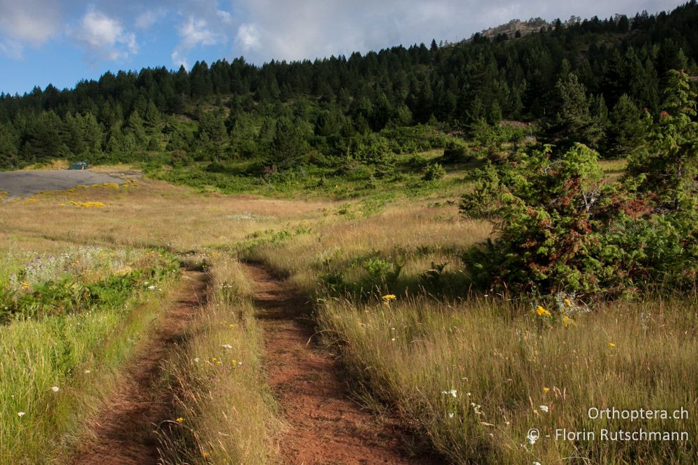 Traumhafte Bergwiesen - Westlich von Smixi, 21.07.2011