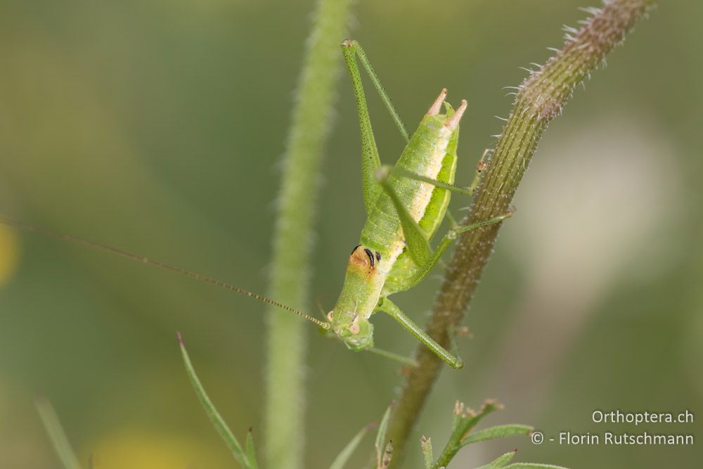 Leptophyes boscii ♂ - HR, Istrien, Dol, 24.07.2015