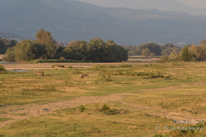 Auenlandschaft am Strimonas - GR, Zentralmakedonien, Kerkini, 08.07.2017