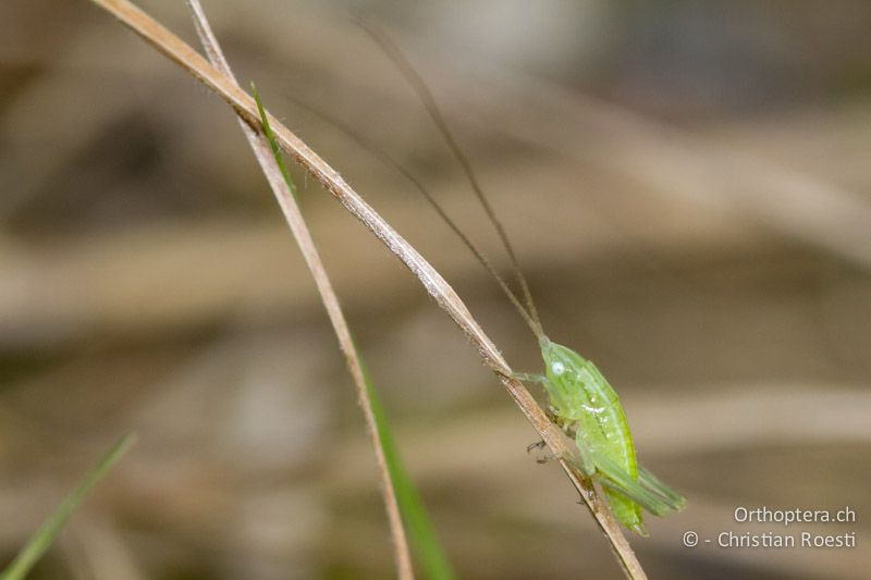 Kleine Larve von Ruspolia nitidula ♀ - IT, Friaul-Julisch Venetien, Spilimbergo, 29.05.2014