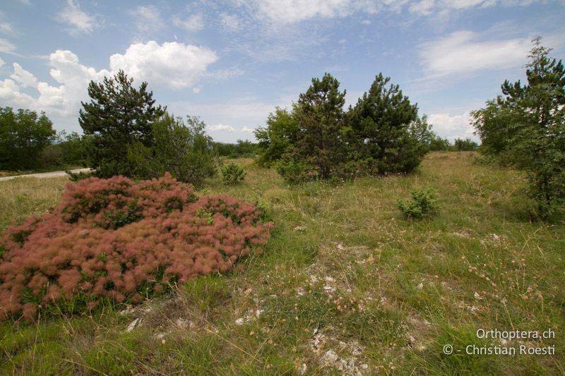 Steppe mit Perückenstrauch (Cotinus coggygria). Lebensraum von Arcyptera microptera, Prionotropis hystrix hystrix - HR, Istrien, Gora Glušići, 12.06.2014