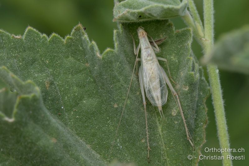 Oecanthus pellucens ♂ - HR, Istrien, Bijele Zemljel, 25.07.2015