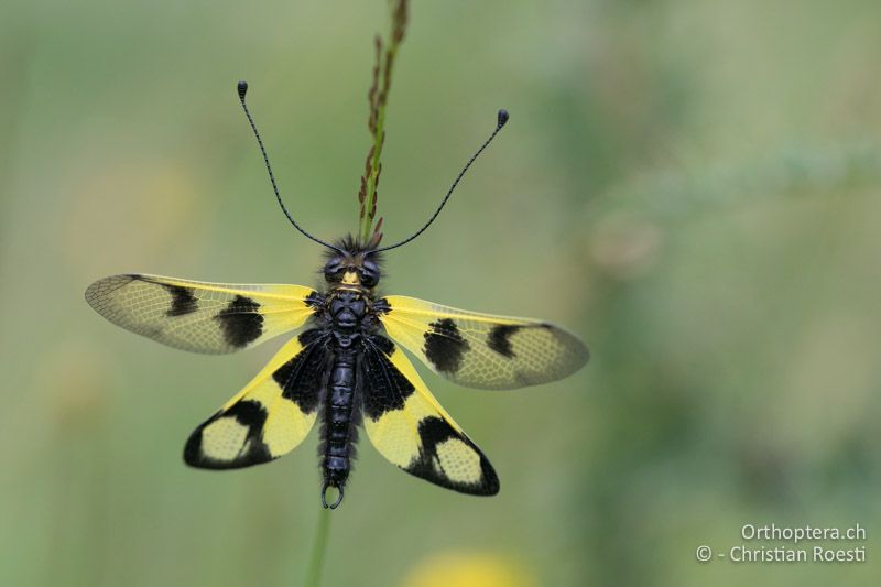 Östlicher Schmetterlingshaft (Libelloides macaronius) ♂ - BG, Blagoewgrad, Bergwiese bei Pass nach Pirin, 12.07.2018