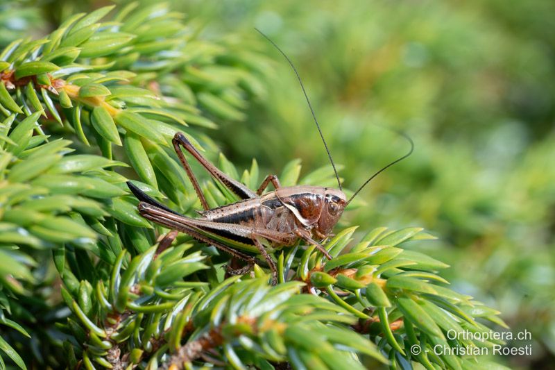 Larve von Metrioptera brachyptera ♀ im letzten Stadium - CH, VS, Törbel, 13.08.2024