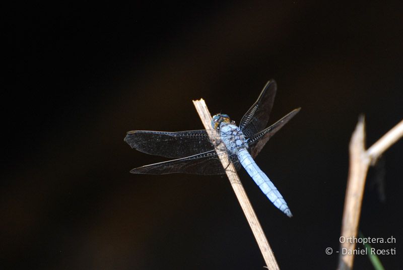 Südlicher Blaupfeil (Orthetrum brunneum) - GR, Zentralmakedonien, Kerkini, 08.07.2013