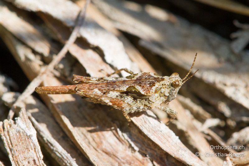 Tetrix ceperoi ♀ - CH, VD, Cudrefin, 06.09.2013