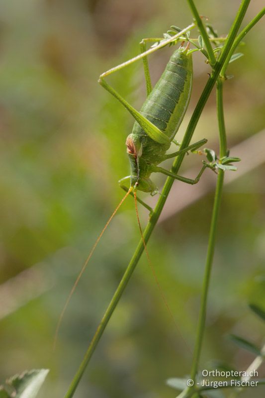 Isophya kraussii ♂ - DE, Bayern, Betzenstein, 09.07.2016