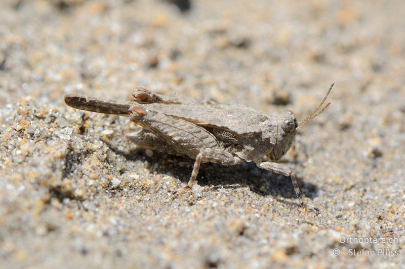 Mittelmeer-Dornschrecke (Paratettix meridionalis) ♂ - FR, bei Manosque, 05.07.2014