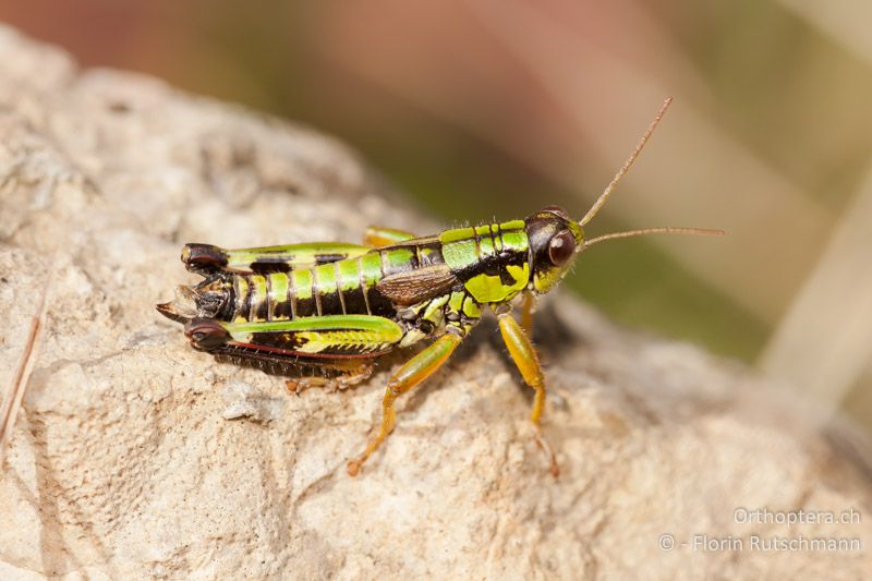 Miramella alpina ♂ - CH, BE, Zweisimmen, 08.10.2010