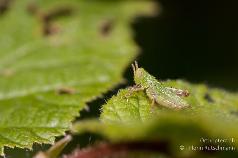 1. Larvenstadium von Odontopodisma decipiens insubrica - CH, TI, Mergoscia, 10.05.2011