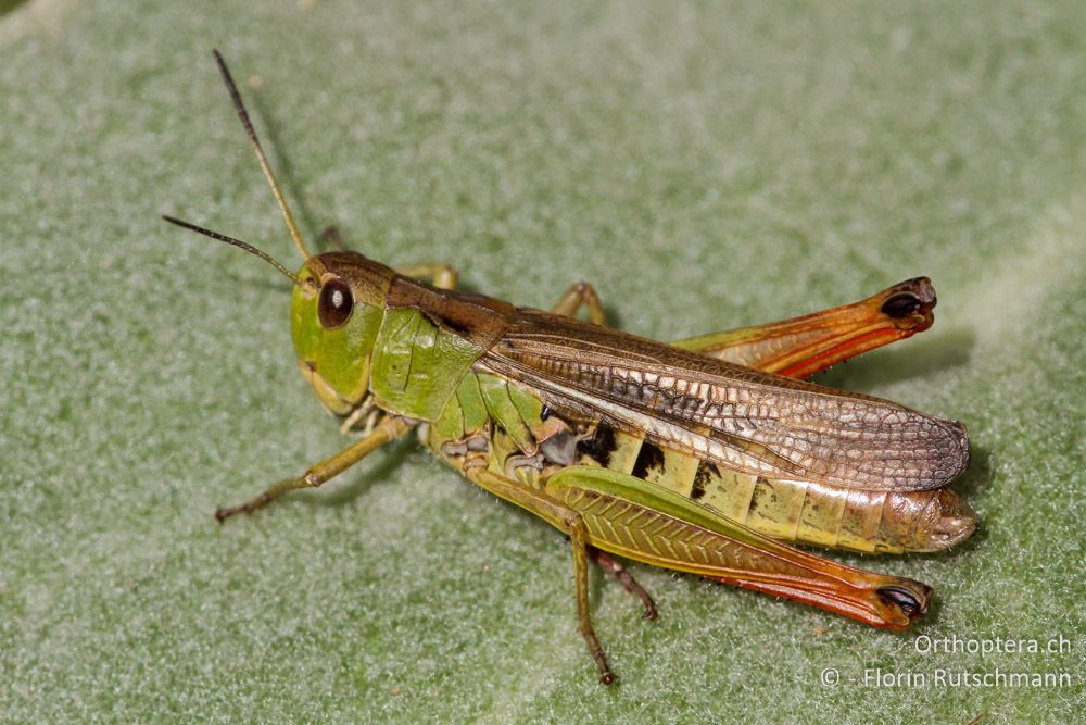 Gebirgsgrashüpfer (Stauroderus scalaris) - Mt. Vernon, 18.07.2011