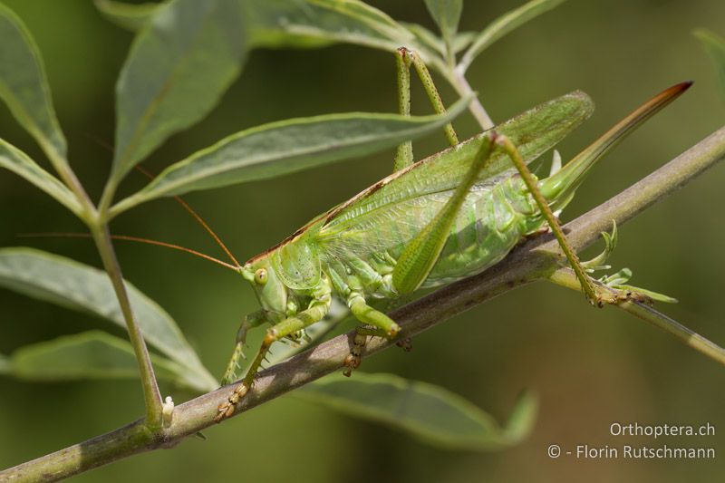 Tettigonia viridissima ♀ - GR, Epirus, Ampelia, 13.06.2013