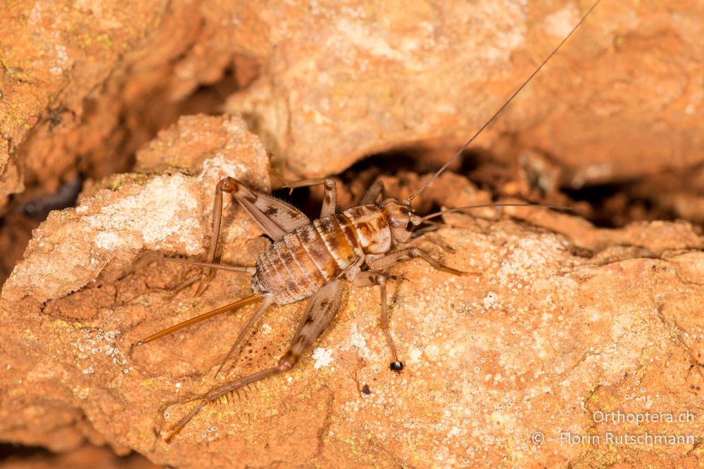 Stumme Grille (Gryllomorpha dalmatina) Weibchen - HR, Cres, Beli, 30.07.2014