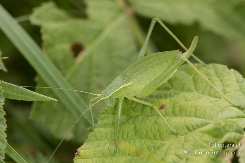 Isophya modestior ♀ - AT, Burgenland, Rohrbach, 05.07.2016