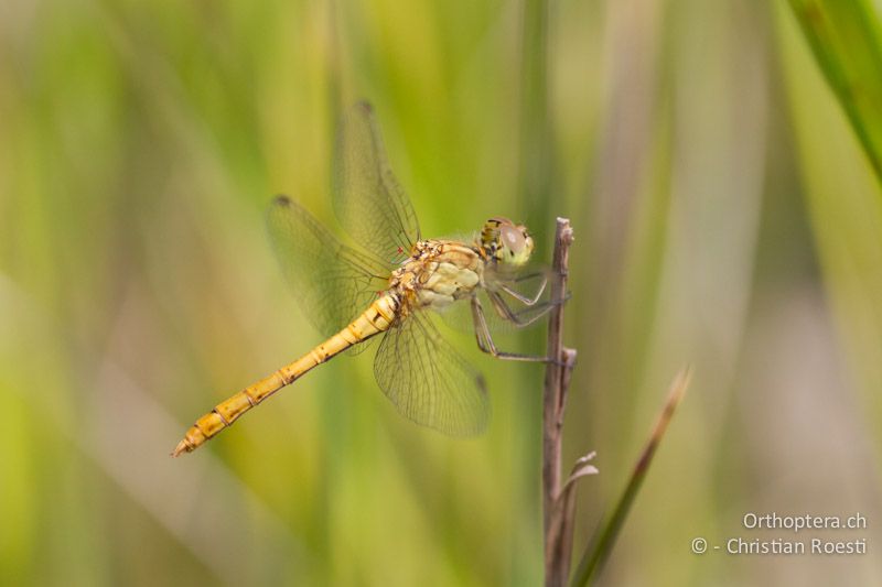 Junges ♂ der Südlichen Heidelibelle (Sympetrum meridionale) - HR, Istrien, Trget, 05.06.2014