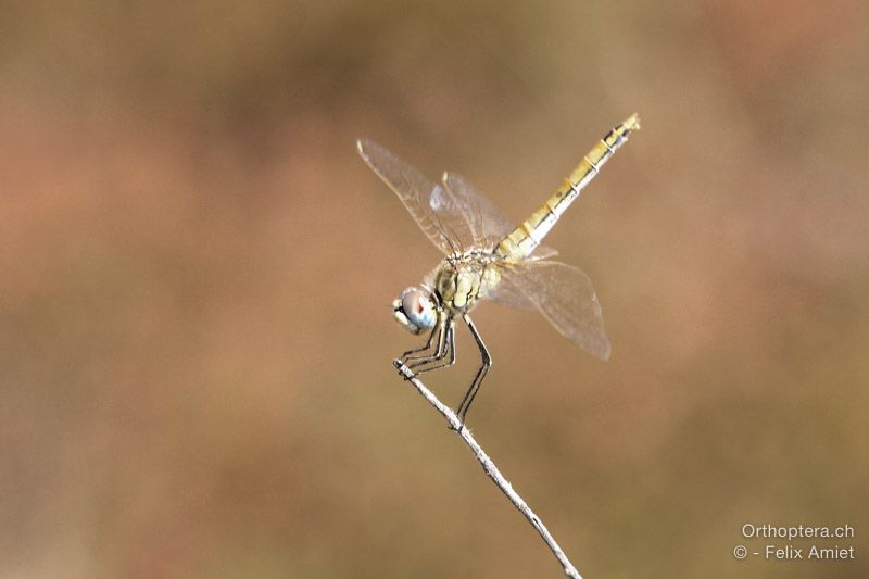 Frühe Heidelibelle, Sympetrum fonscolombii - HR, Istrien, Premantura, 22.07.2015