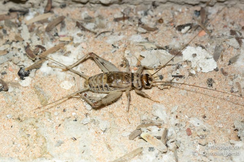 Gryllodes sigillatus ♂ - Südafrika, Kgalagadi Transfrontier Park, Mata Mata Camp, 15.01.2017