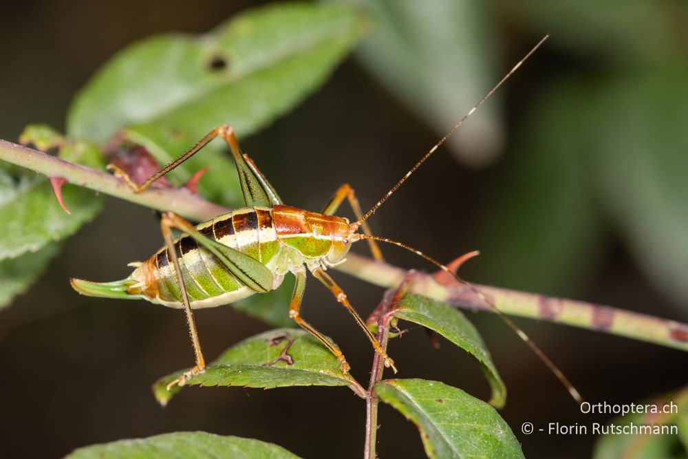 Poecilimon laevissimus ♀ - GR, Ionische Inseln, Lefkada, 10.06.2024