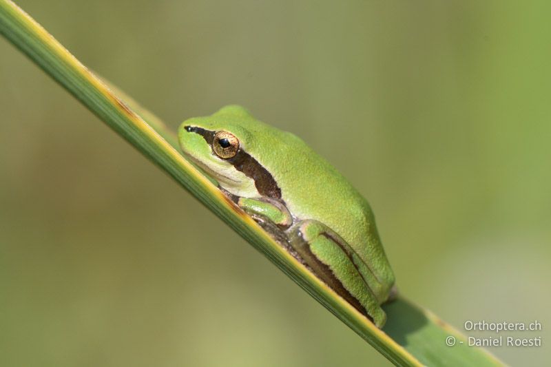 Mittelmeer-Laubfrosch (Hyla meridionalis) - FR, Camargue, St. Gilles, 10.07.2014