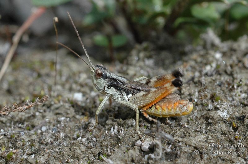 Chorthippus pullus ♂ - CH, VS, Salgesch, 25.05.2007