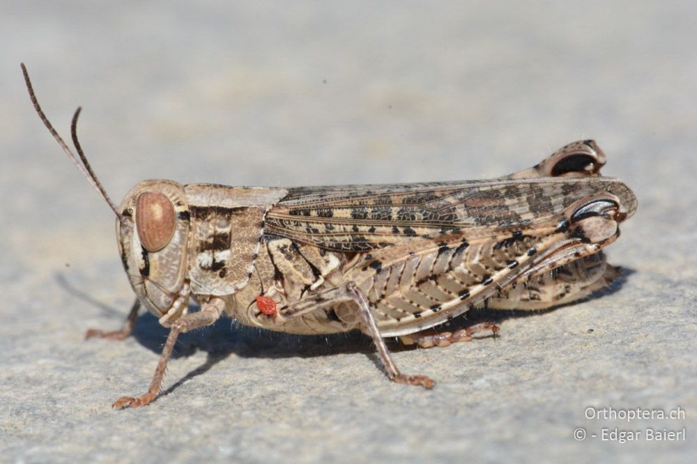 Calliptamus barbarus ♀ - BG, Blagoewgrad, Ploski, 14.07.2018