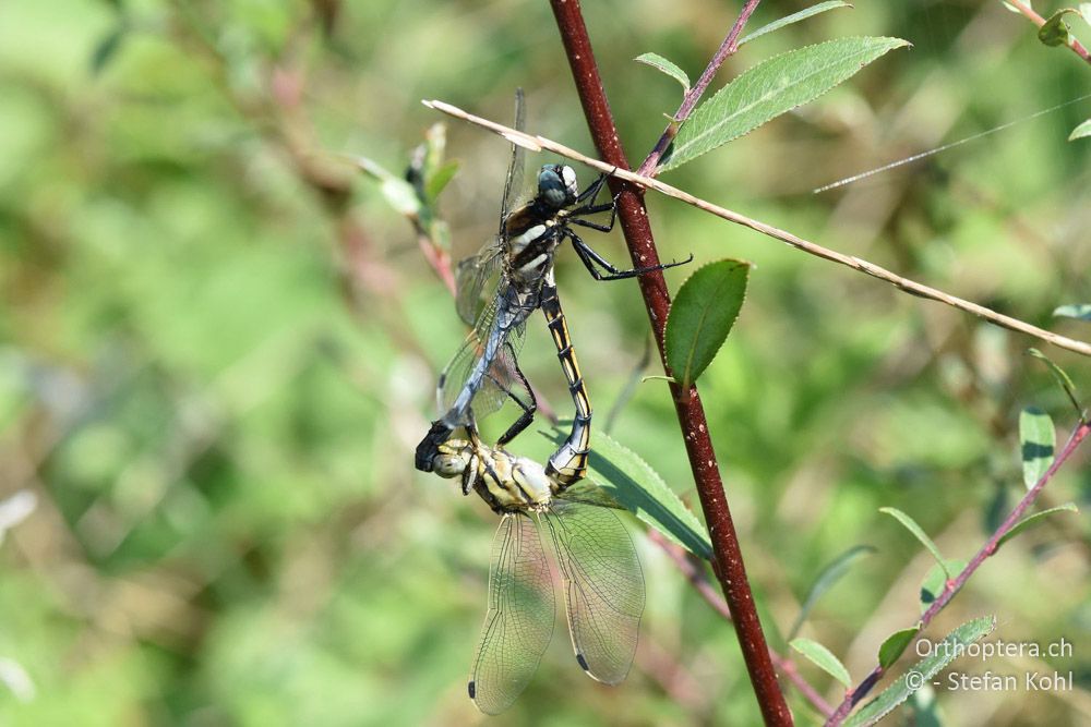 Östlicher Blaupfeil (Orthetrum albistylum ♂♀ - BG, Blagoewgrad, Ribnik an der Struma, 13.07.2018