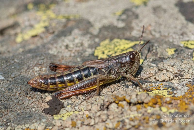 Pseudochorthippus parallelus ♀. Dieses für die Alpen nicht untypisch gefärbte Individuum weist lange Legeröhrenklappen auf - CH, VS, Grosser Sankt Bernhard, 22.09.2009