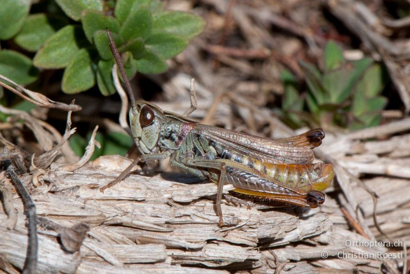 Stenobothrus stigmaticus ♂ - FR, Pyrénées-Orientales, Osseja, 05.10.2010