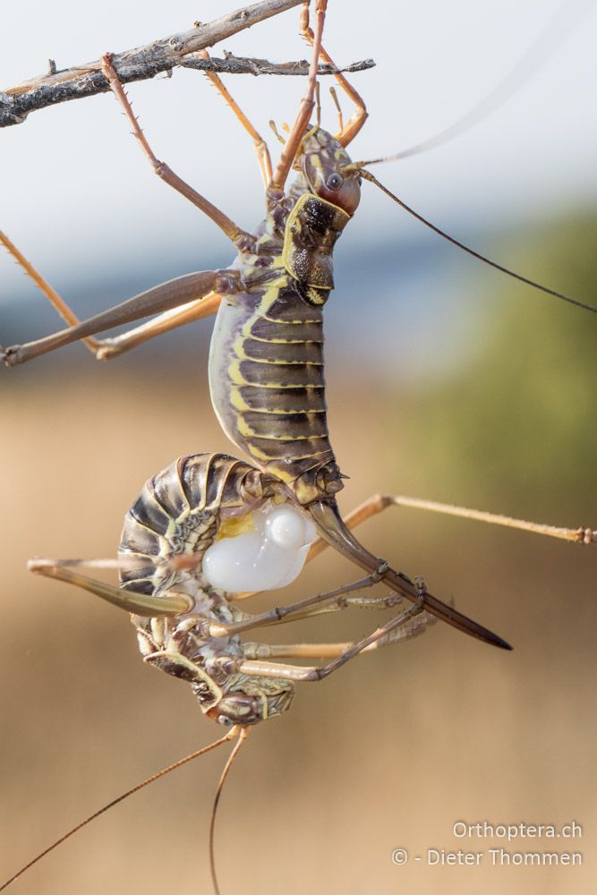 Ephippiger discoidalis, Abgabe der Spermatophore - HR, Istrien, Premantura, 22.07.2015