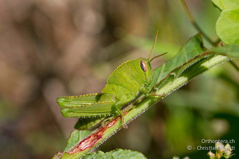 Larve von Anacridium aegyptium ♂ - CH, TI, Castel-San-Pietro, 03.09.2013