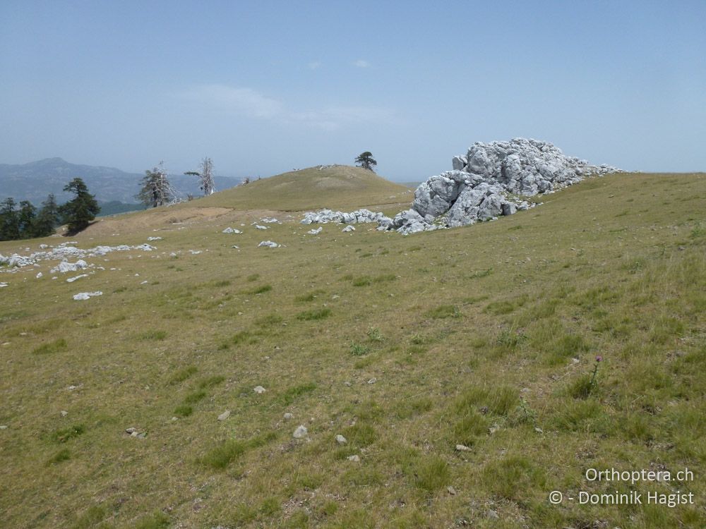 Überweidete Bergwiesen - Mt. Smolikas, 20.07.2011