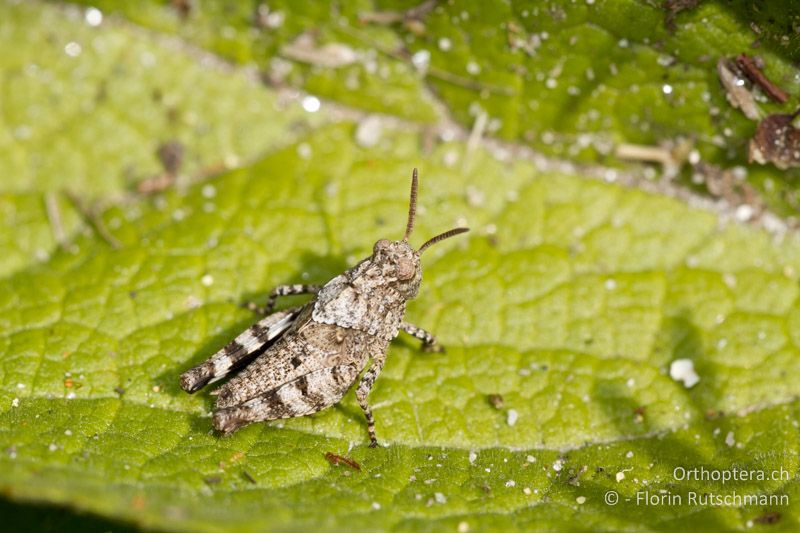 4. Larvenstadium von Oedipoda caerulescens - CH, TI, Mergoscia, 02.07.2011