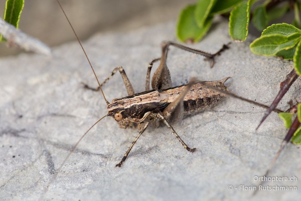 Rhacocleis germanica - HR, Cres, Beli, 29.07.2014