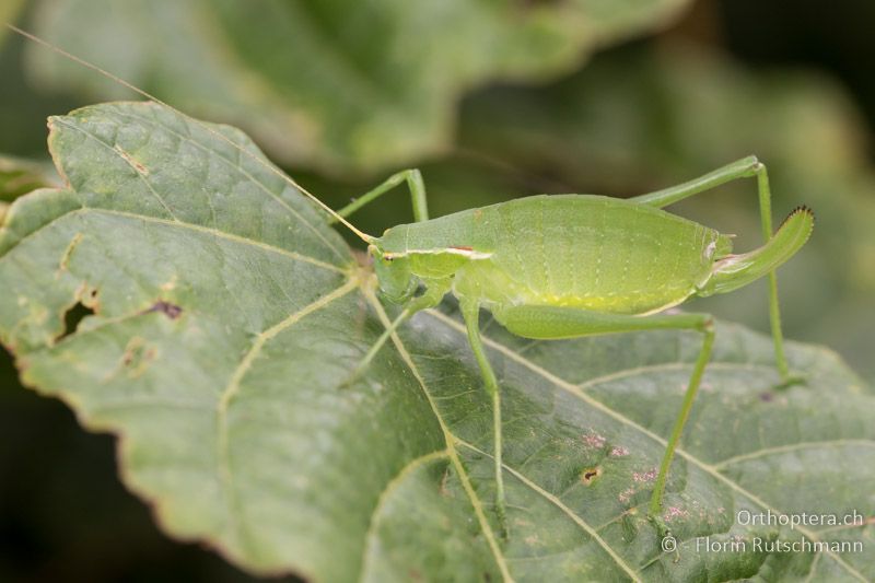 Isophya modestior ♀ - AT, Niederösterreich, Eichkogel bei Mödling, 04.07.2016