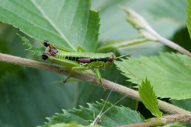 Odontopodisma schmidtii ♂ - IT, Venetien, Brendola, 22.06.2010