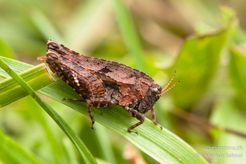 Tetrix kraussi ♀ - AT, Kärnten, Nockalm, 08.08.2012