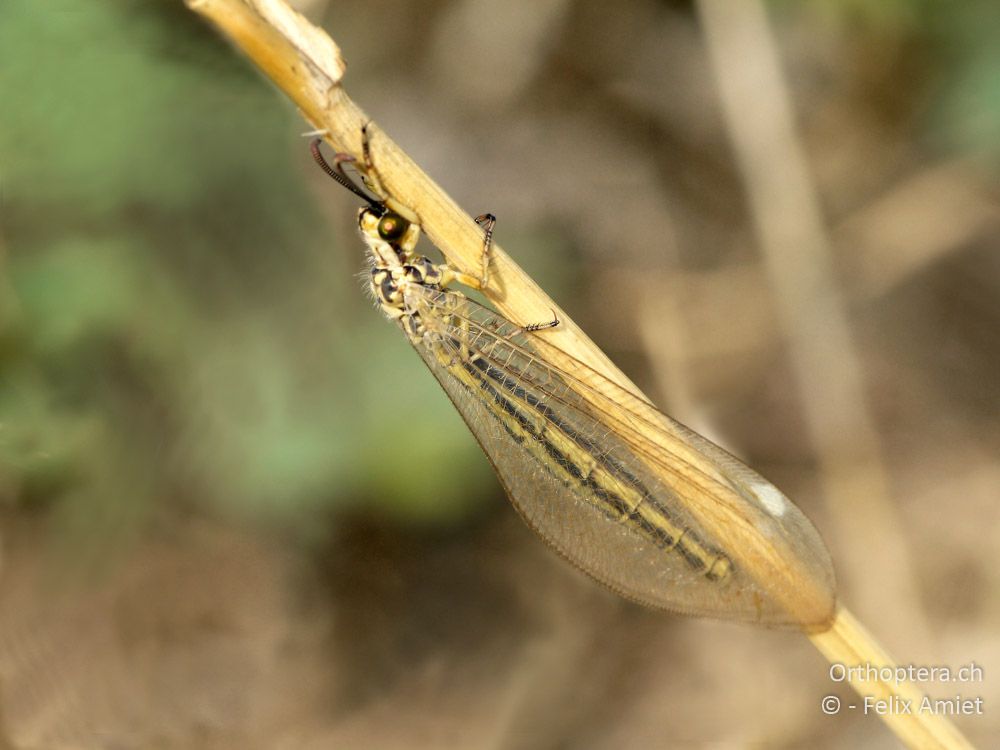 Ameisenjungfer Myrmecaelurus trigrammus - GR, Zentralmakedonien, Scholari, 05.07.2013