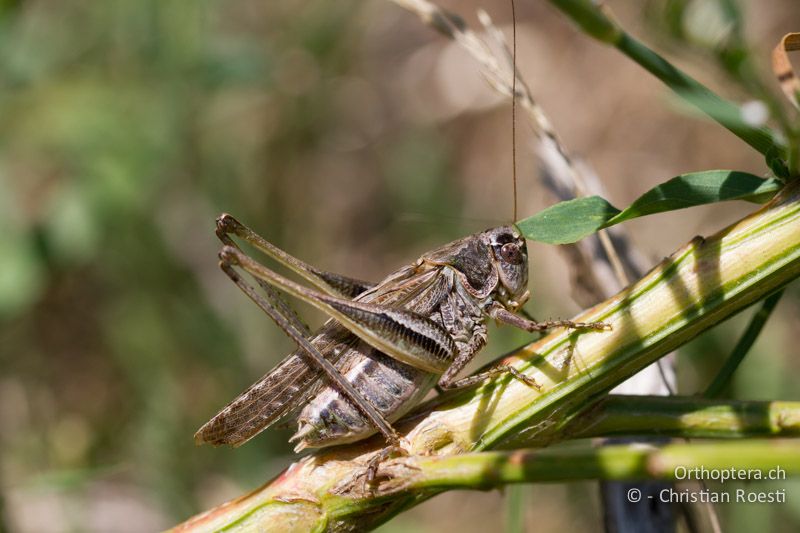 Platycleis grisea ♂ - CH, TI, Isone, 15.09.2012