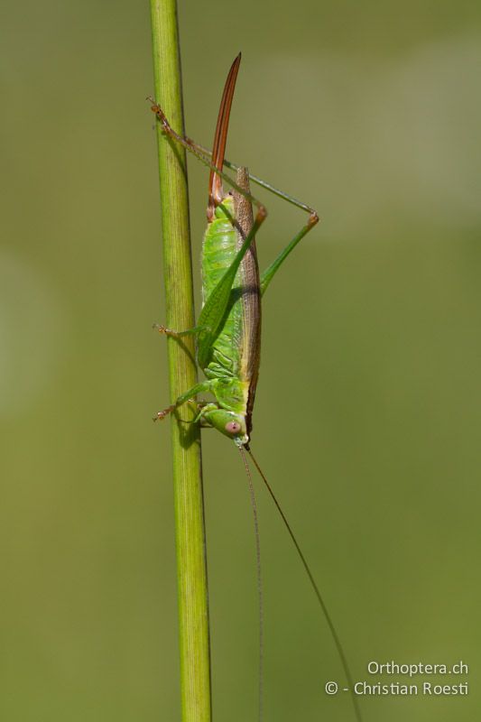 Conocephalus fuscus ♀ - CH, TI, Coldrerio, 03.09.2013