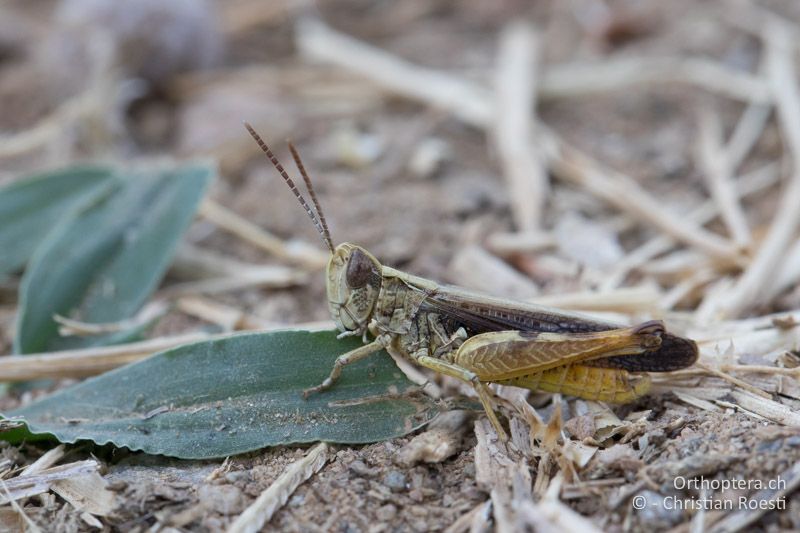 ♂ des unbeschriebenen Omocestus sp. - GR, Zentralmakedonien, Vyroneia, 08.07.2017