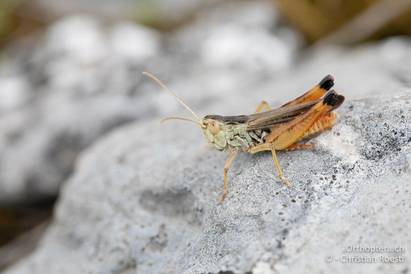 Stenobothrus graecus ♂ - BG, Chaskowo, Matochina, 09.07.2018